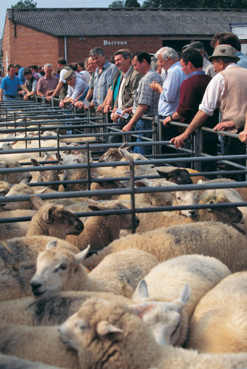 Welshpool Livestock Market